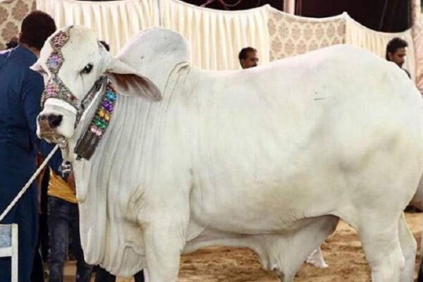 قربانی کے جانور اور فلسفہ