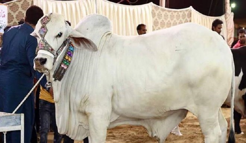 Eid Qurbani