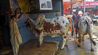Eid-ul-Adha - Animals