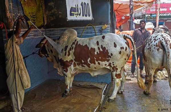 گاڑیوں کی بجائے قربانی کے جانور دھلوائیں