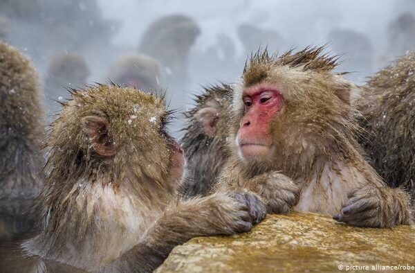 بندروں اور انسانوں کی سوچ میں مطابقت، اب بندر بھی گرامر سیکھ سکتے ہیں