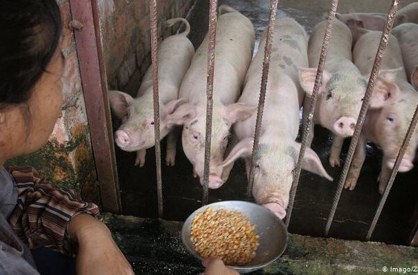 خنزیروں کے وائرس سے ایک نئی وبا کا شدید خطرہ، سائنسدان