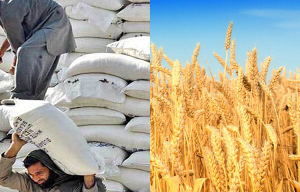 پنجاب میں گندم کی من مانی قیمتوں نے ریکارڈ توڑ ڈالے