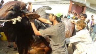 Eid al-Adha - Qurbani