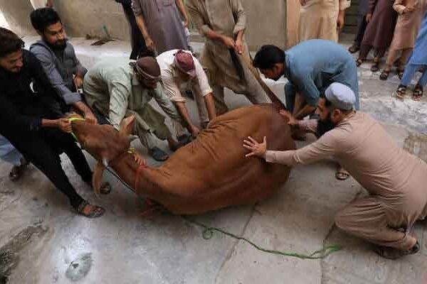 عید الاضحیٰ کے تیسرے روز بھی سنت ابراہیمی کی پیروی جاری