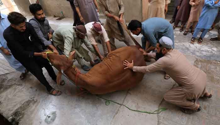 Eid-ul-Adha Qurbani