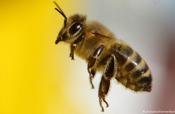 شہد کی مکھی کا زہر ہزاروں عورتوں کی زندگیاں بچا سکتا ہے