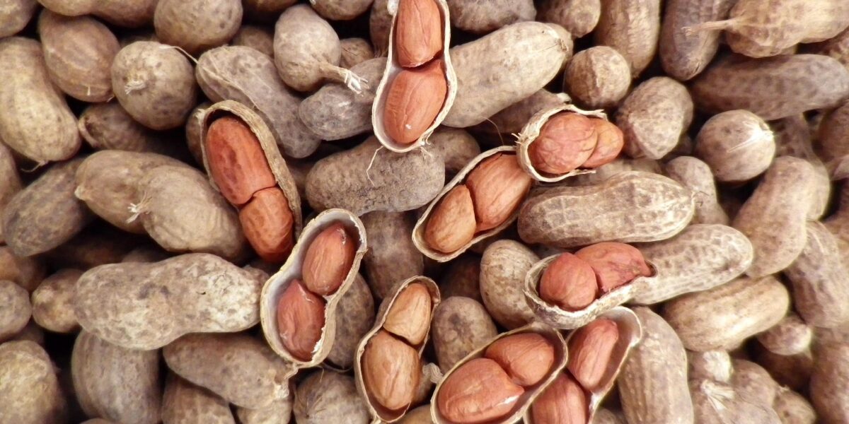 Peanut