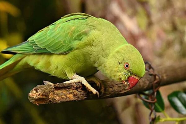 چالاک طوطے نے مالک کی جان کیسے بچائی؟