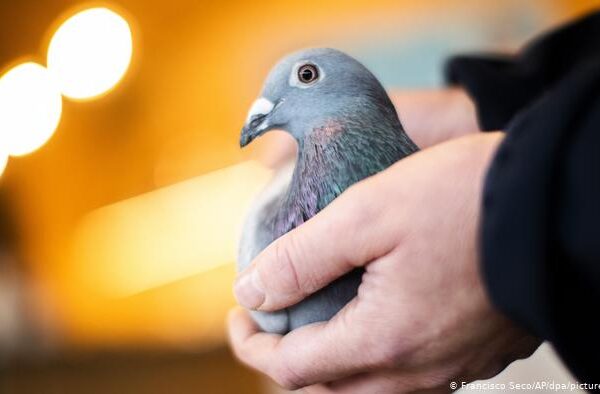 کبوتر کی نیلامی، بولی سولہ لاکھ یورو