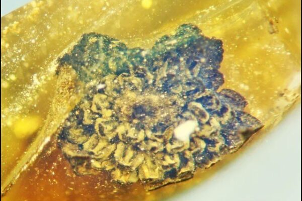 عنبر میں قید، 10 کروڑ سال قدیم پھول کی دریافت