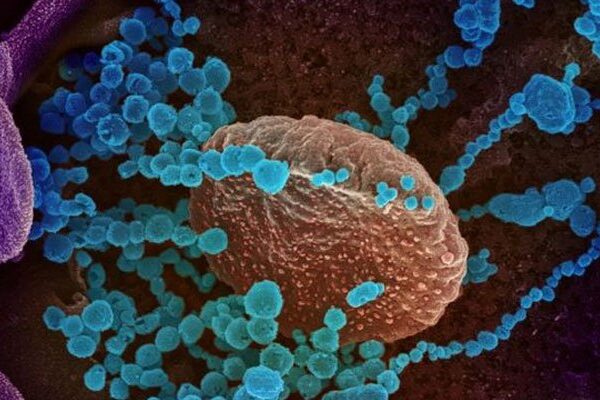 زیادہ خطرناک اور تیزی سے پھیلنے والی کورونا کی نئی قسم دریافت