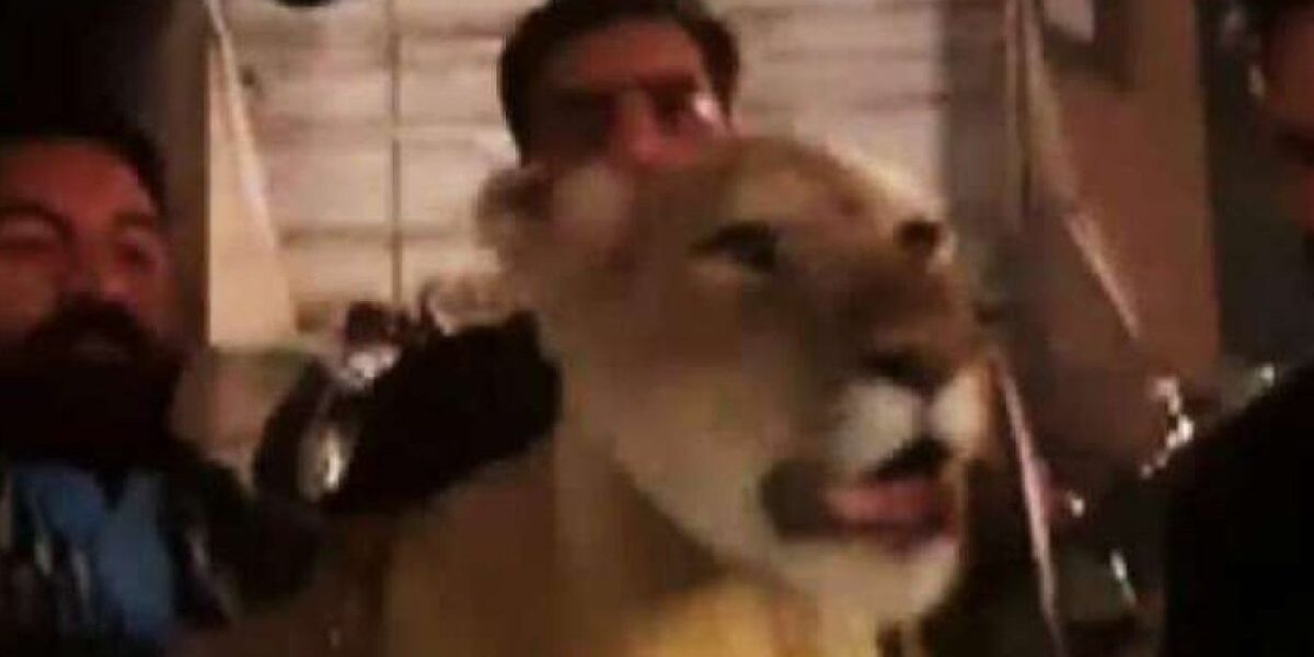 Lion