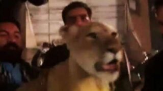 Lion