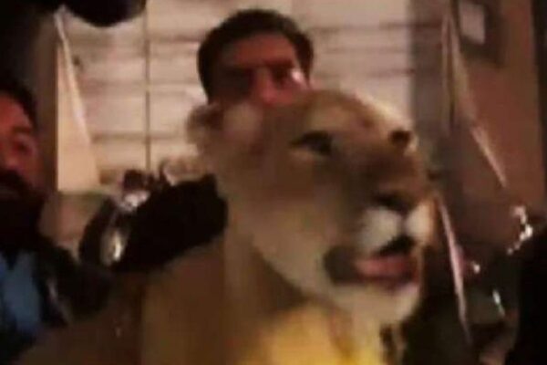 مریم نواز کی ریلی میں زندہ شیر لانے والے 2 افراد گرفتار