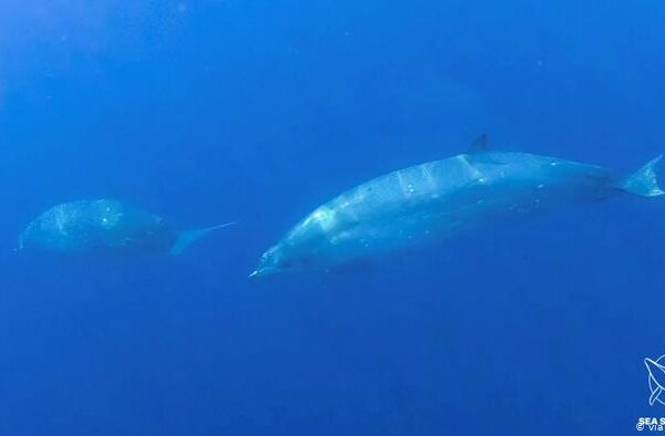 وہیل مچھلی کی نئی قسم دریافت