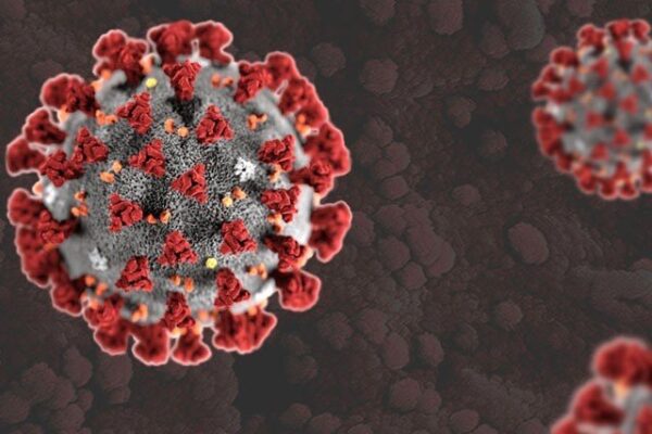 کورونا چمگادڑ سے انسانوں میں کسی نامعلوم ذرائع سے منتقل ہوا، عالمی ادارہ صحت