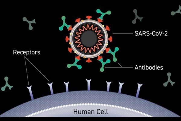 اینٹی باڈیز کی ’کاک ٹیل‘ کورونا وائرس کی نئی اقسام کے خلاف بھی مفید