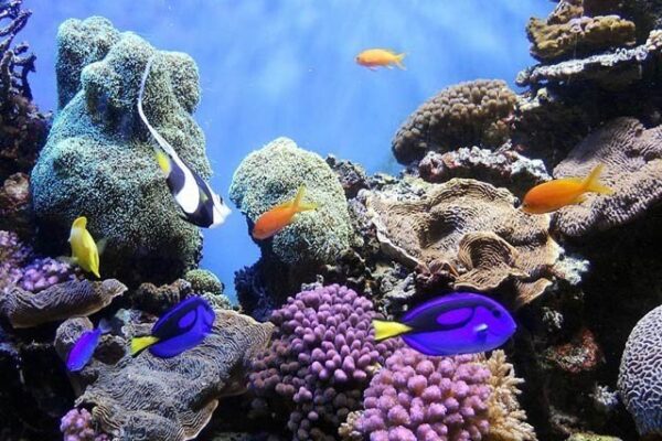 سمندروں کا تحفظ انسانوں کو تین گنا فوائد لوٹا سکتا ہے