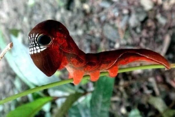 شکار سے بچنے کے لیے اپنا چہرہ خوفناک بنانے والا کیڑا