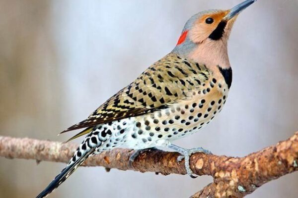 یہ ہے شمالی امریکا کا ’مشین گن پرندہ‘