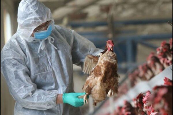 خطرناک برڈ فلو وائرس اگلی عالمی وبا بن سکتا ہے، چینی ماہرین