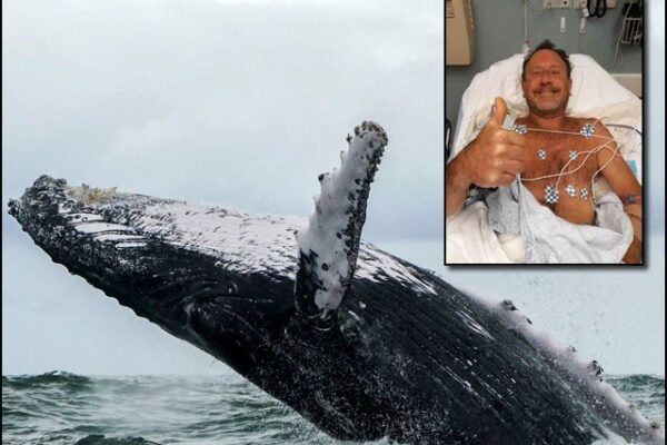 وہیل نے غوطہ خور کو سالم نگل کر زندہ اُگل دیا!