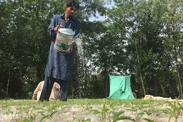 پاکستان کی میزبانی میں ماحولیات کا عالمی دن آج منایا جا رہا ہے