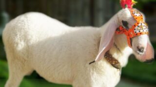 Bakra – Eid Qurbani