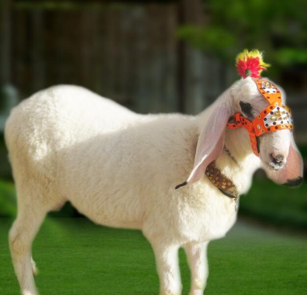 Bakra – Eid Qurbani