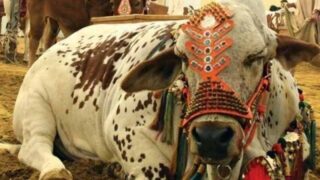 Cow