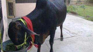 Qurbani Animal