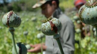 Opium