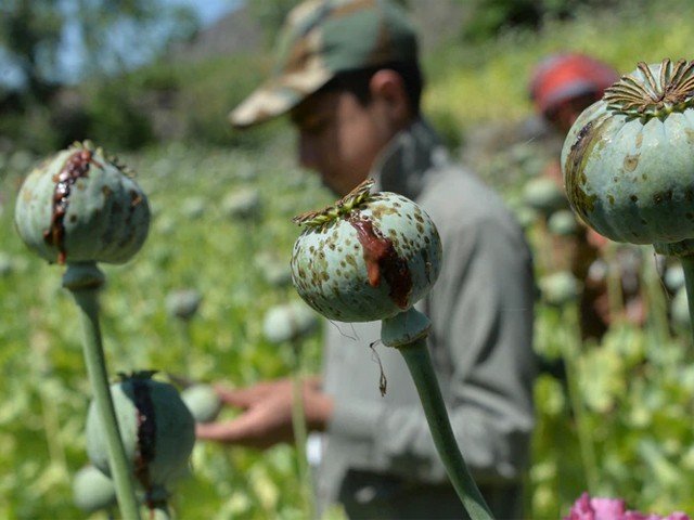 Opium