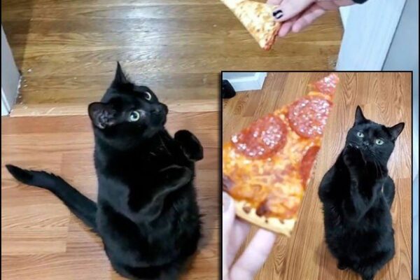 انسانی انداز میں بھیک مانگنے والی بلی سوشل میڈیا اسٹار بن گئی