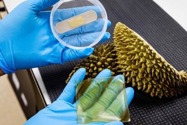 پھلوں کے چھلکوں سے جراثیم کش پٹیاں تیار