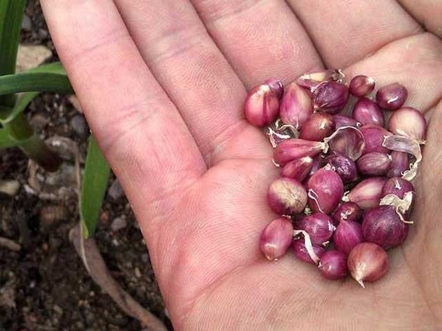 Garlic Seeds