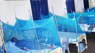 Dengue Cases