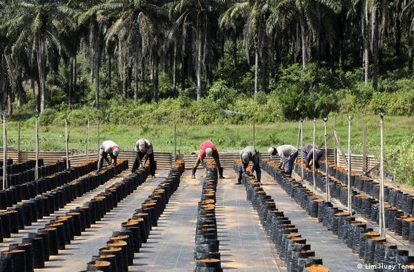 پام آئل کینسر کے پھیلاؤ کا باعث، نئی تحقیق