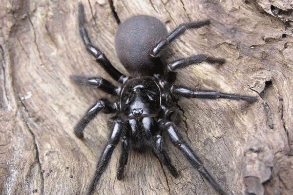 اس مکڑی کا ڈنک انسانی ناخن چھید سکتا ہے