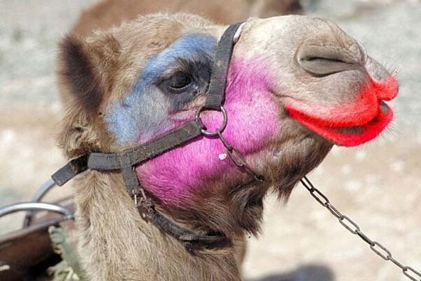 سعودی عرب: خوبصورتی کیلئے سرجری کروانے پر 40 اونٹ مقابلہ حسن سے باہر