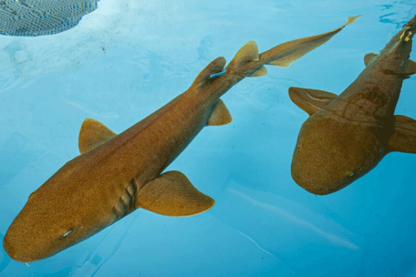 شارک سے حاصل شدہ اینٹی باڈی کووڈ 19 وائرس تباہ کر سکتی ہے