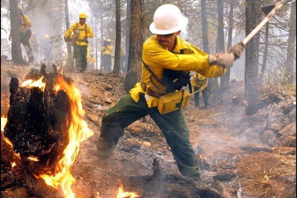 کاربن ڈائی آکسائیڈ میں کمی کیلیے جنگلوں کو آگ لگانا مفید ہے، تحقیق