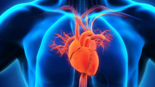 Heart