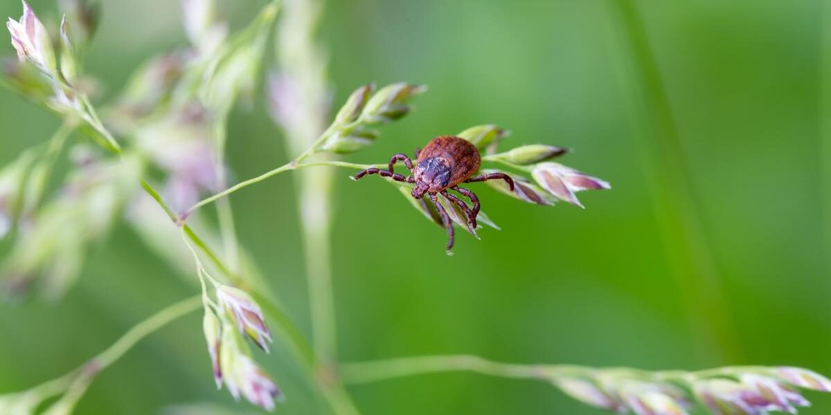 france-issues-new-lyme-disease-guidelines