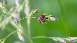 france-issues-new-lyme-disease-guidelines