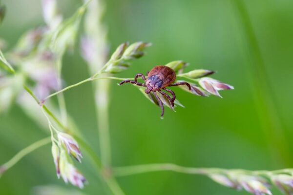 فرانس میں لائم بیماری کے علاج کے لئے نیا رہنما ہدایات جاری