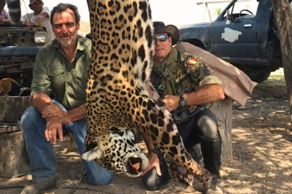 غیر قانونی شکار: بولیویا اور ارجنٹائن میں جگواروں کی شکار کی نیٹ ورک کی تحقیقات