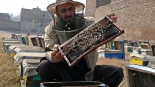 pakistan-honey-production-decline-due-climate-change