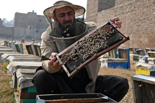 پاکستانی شہد کی پیداوار میں کمی؛ ماہرین کا کہنا ہے کہ موسمی تغیر اور آلودگی سبب